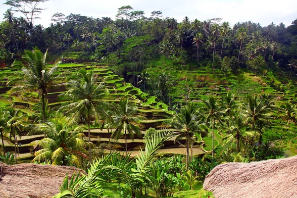 stock image Terrace rice