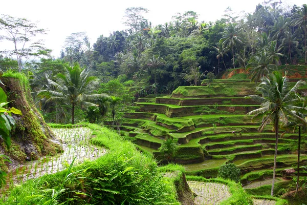 stock image Terrace rice