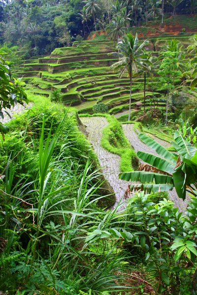 stock image Terrace rice