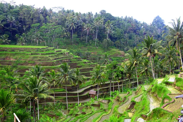 stock image Terrace rice