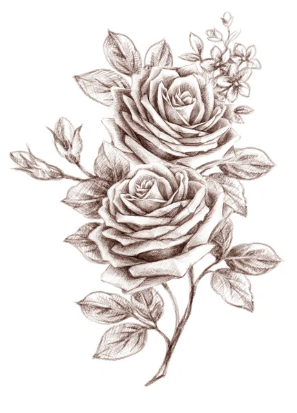 Odręczny rysunek róża 01 — Zdjęcie stockowe