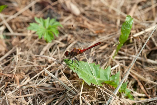 stock image Dragonfly Sympetrum fonscolombii