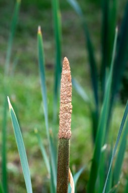 geniş yapraklı kuyrugu koçanı typha latifolia l.