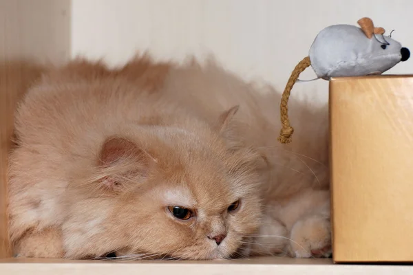 Nahaufnahme Persain Cat mit ihrer Spielzeugmaus — Stockfoto