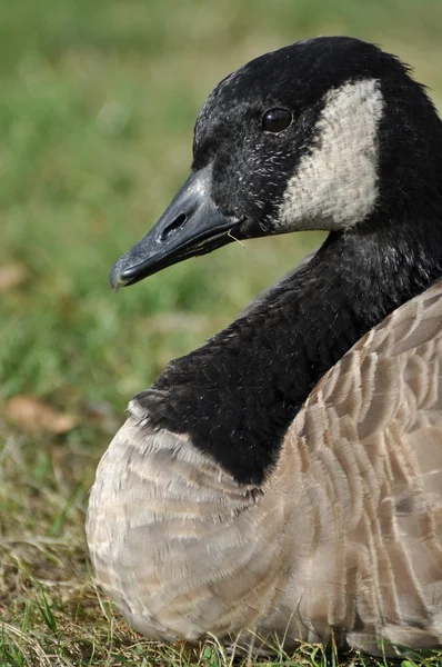 stock image Closeup Canadian goose near lake