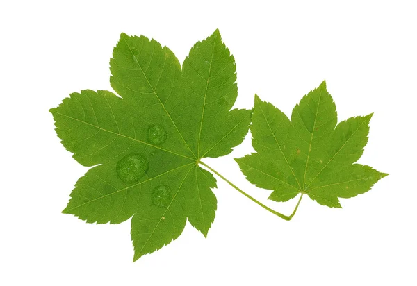Brightly green maple leaf isolated on a white background — Stock Photo, Image