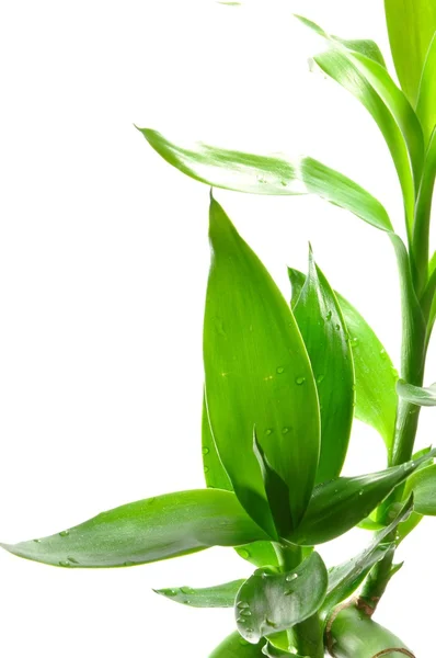 Close-up bamboo leaf — Stock Photo, Image