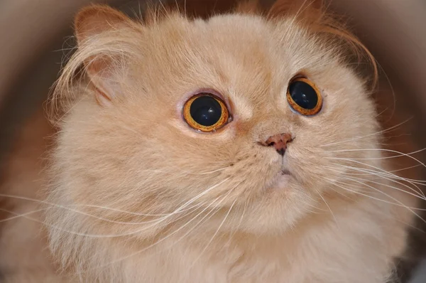 Primo piano gatto persiano — Foto Stock