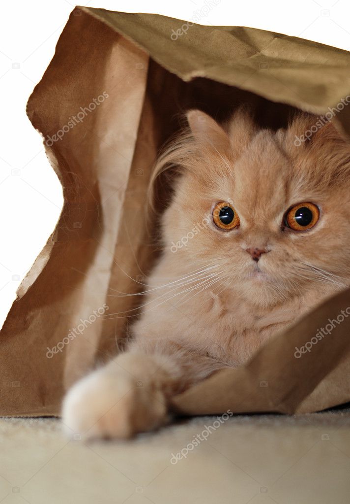 Macro persain cat hides in the bag