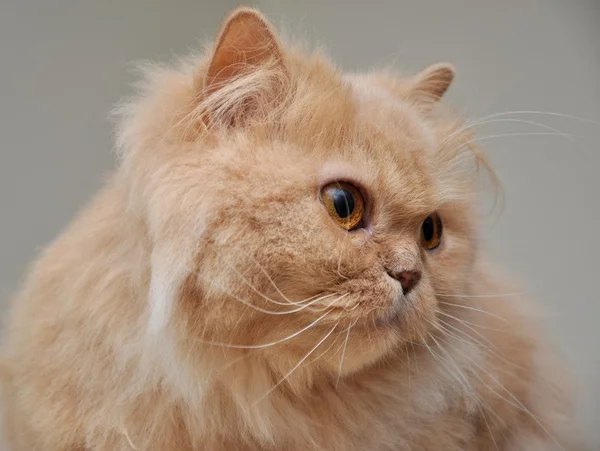 Zblízka persain kočka — Stock fotografie