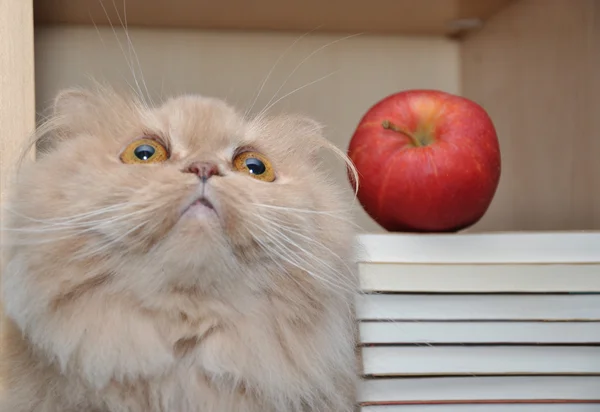 Primer plano persain gato con libro y manzana tiro — Foto de Stock
