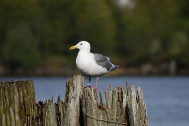 sea gull bir telefoto