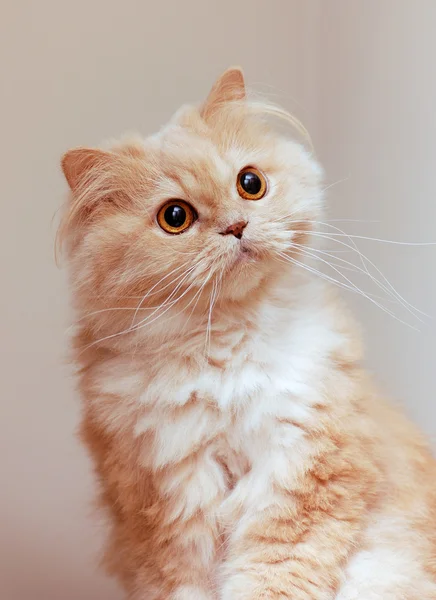 Закройте персидскую кошку — стоковое фото