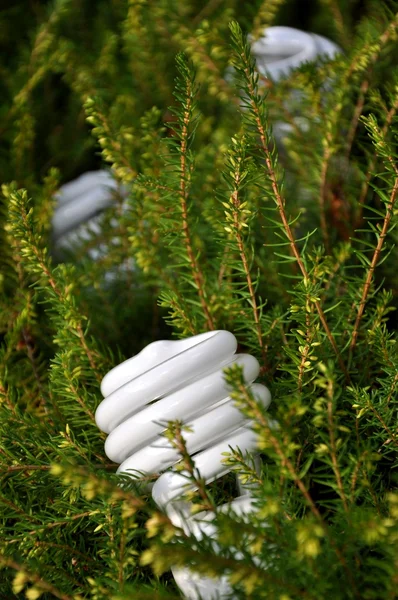 Spara energi-lampa med pine tree bakgrund — Stockfoto