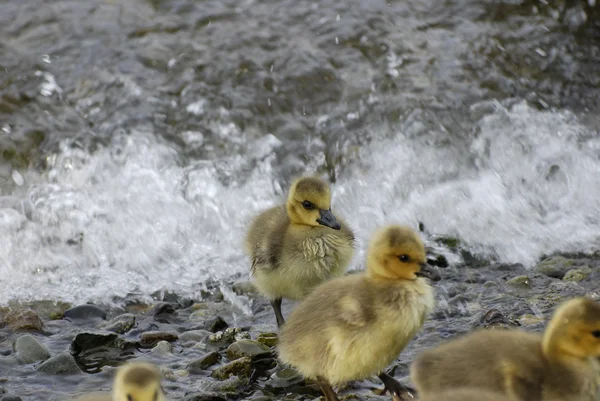 Pato bebê nadar para a costa — Fotografia de Stock