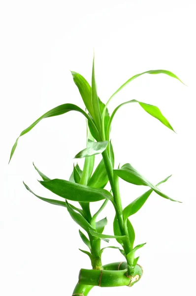 Isolated nature lucky bamboo — Stock Photo, Image