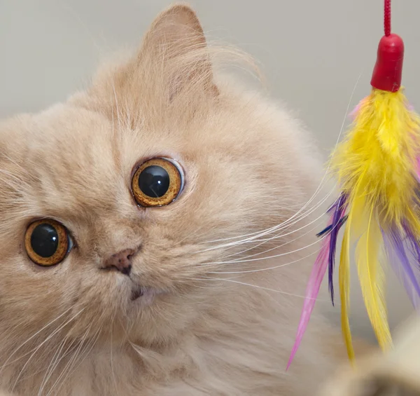 Крупним планом персидський кіт з її іграшкою — стокове фото