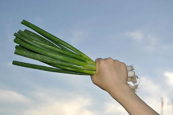 Yeşil soğan holding — Stok fotoğraf