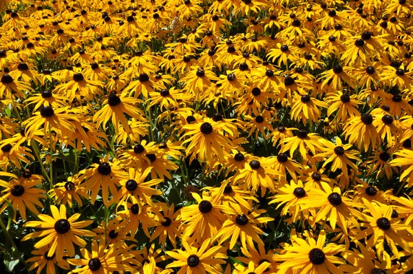 Close-up sunflowers background — Stock Photo, Image