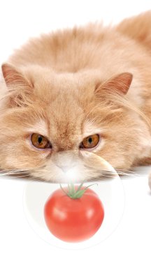Farsça kedi bakan domates