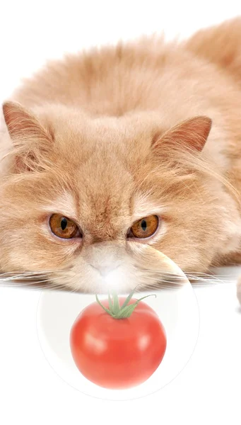 Gato persa olhando tomate — Fotografia de Stock