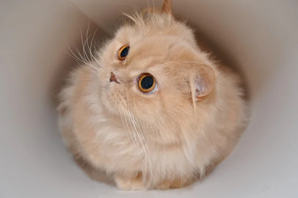 Close-up persian cat — Stock Photo, Image