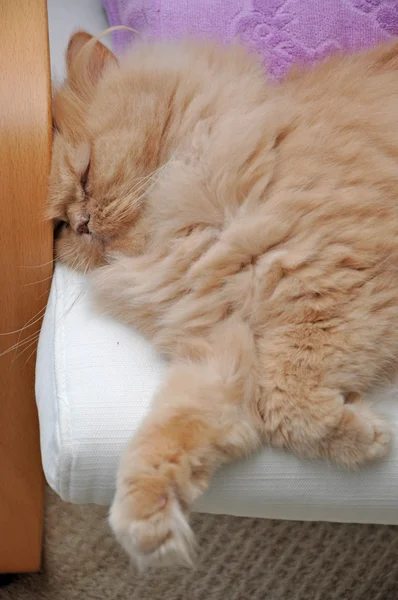 Macro dormindo gato persa — Fotografia de Stock