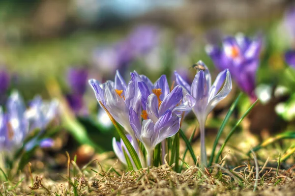 Stock image Field of flowers