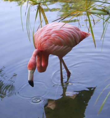 Gölette pembe flamingo