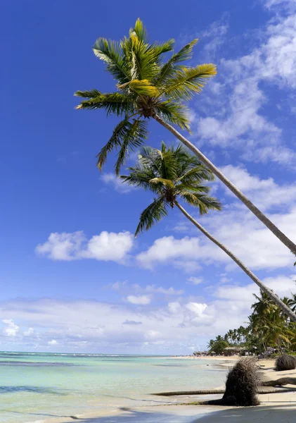 Wild caribbean beach — Stock Photo, Image