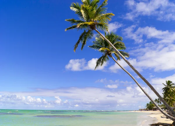 Vilda caribbean beach — Stockfoto