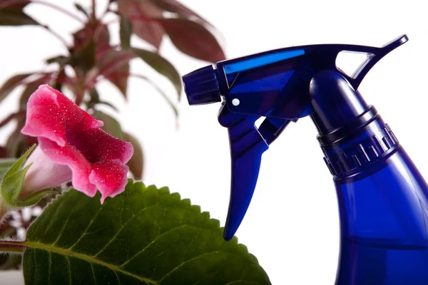 Flower and water spray — Stock Photo, Image