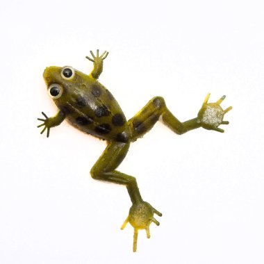 Frog rubber clipart