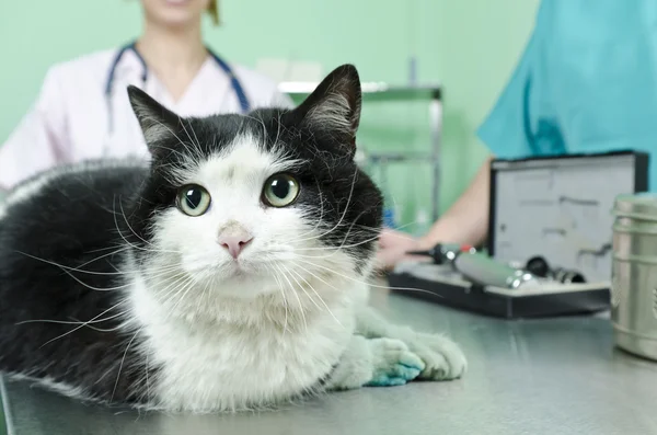 Gato al veterinario — Foto de Stock