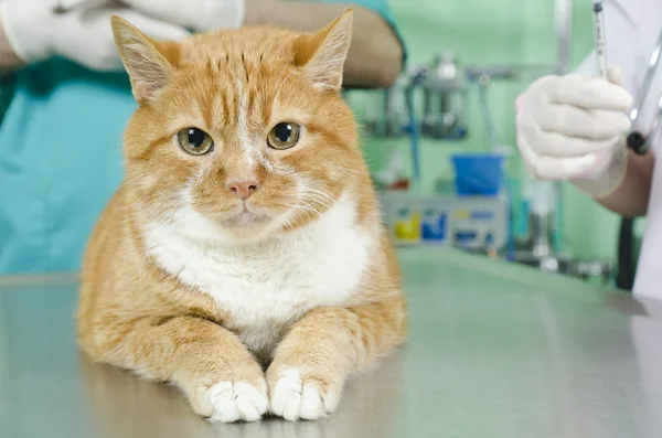 Garfield k veterináři — Stock fotografie