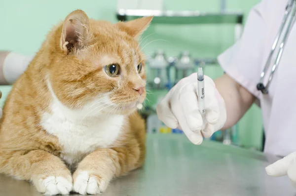 Garfield al veterinario —  Fotos de Stock