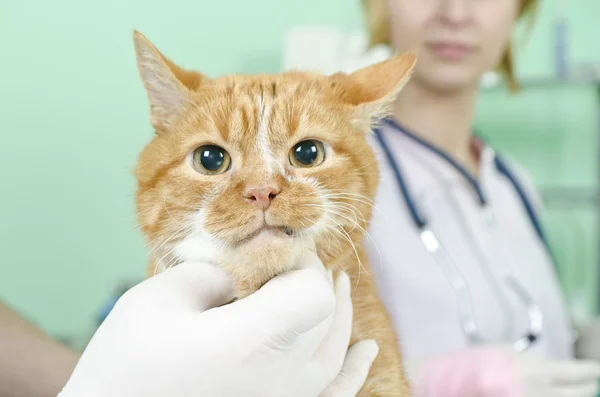 Garfield to the vet - Stock Image - Everypixel