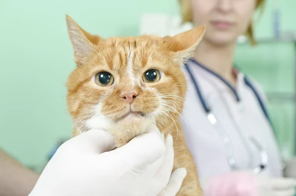 Garfield zum Tierarzt — Stockfoto