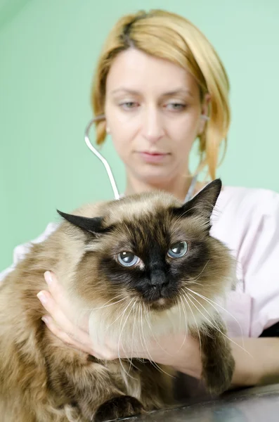 Бірманська кішку до ветеринара — стокове фото