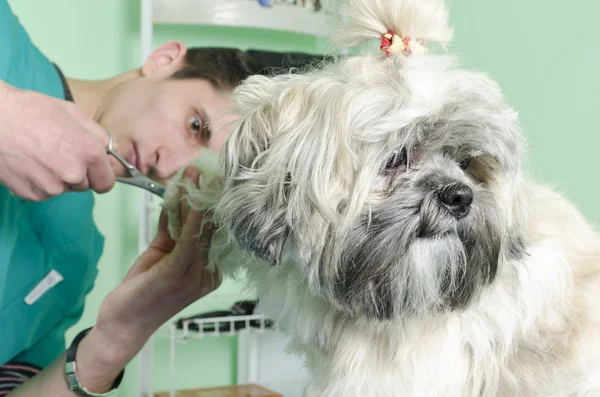 Coupe de cheveux pour chien — Photo