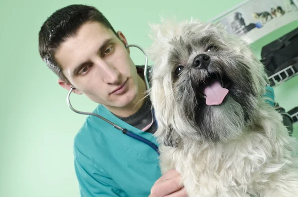 獣医に犬 — ストック写真