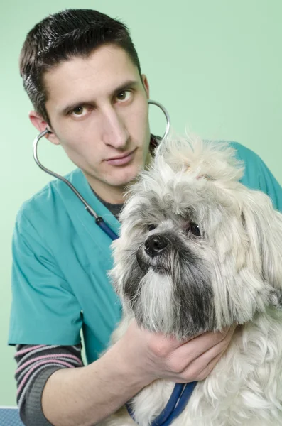 Собака до ветеринара — стокове фото