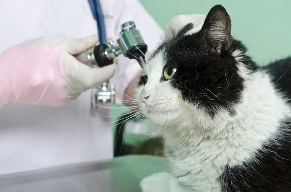 Katt till veterinären Stockbild