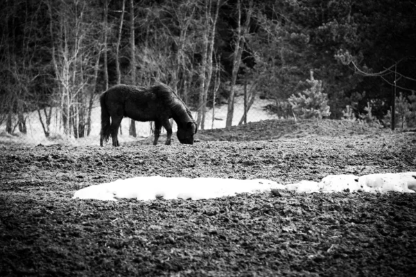 stock image Lonely Horse