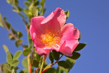 A Prairie Rose in scenic Saskatchewan clipart