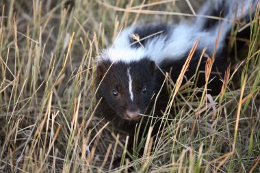 Young skunk in a Saskatchewan roadside ditch clipart