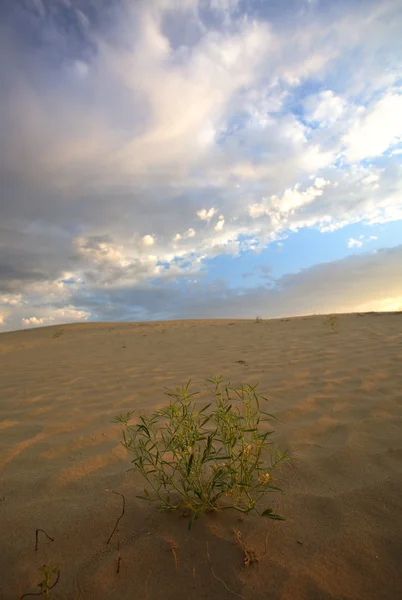 Sand dune at Great Sand Hills in scenic Saskatchewan — Stock Photo, Image