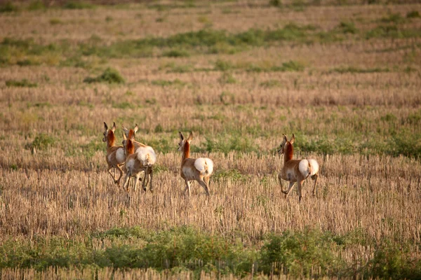 Giovani antilopi femminili in un campo di stoppie Saskatchewan — Foto Stock