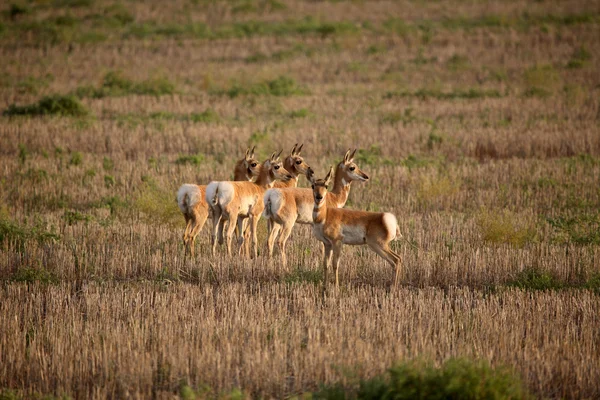 Jeunes antilopes femelles dans un champ de chaume de la Saskatchewan — Photo