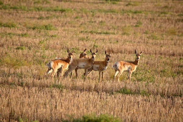 Jeunes antilopes femelles dans un champ de chaume de la Saskatchewan — Photo